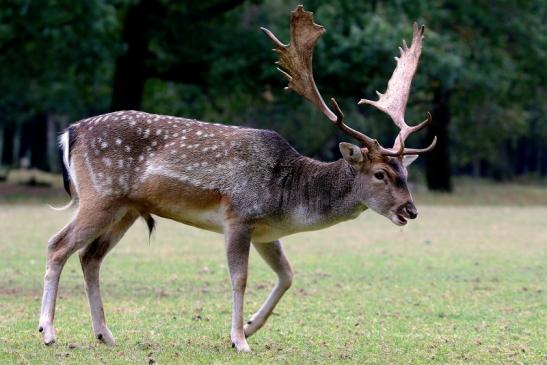 Damhirsch Brunft - Wildpark Alte Fasanerie Klein Auheim 2016