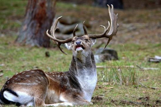 Damhirsch Brunft - Wildpark Alte Fasanerie Klein Auheim 2016