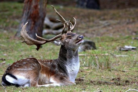 Damhirsch Brunft - Wildpark Alte Fasanerie Klein Auheim 2016