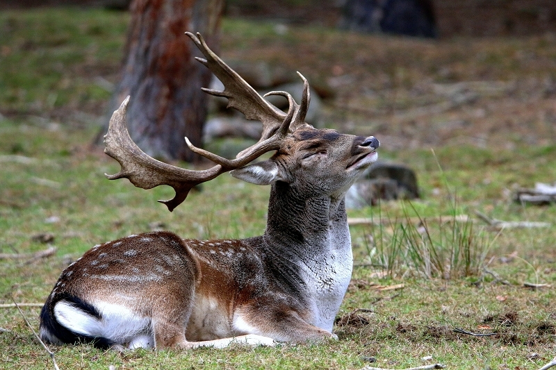 Damhirsch Brunft - Wildpark Alte Fasanerie Klein Auheim 2016