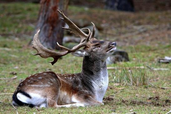 Damhirsch Brunft - Wildpark Alte Fasanerie Klein Auheim 2016