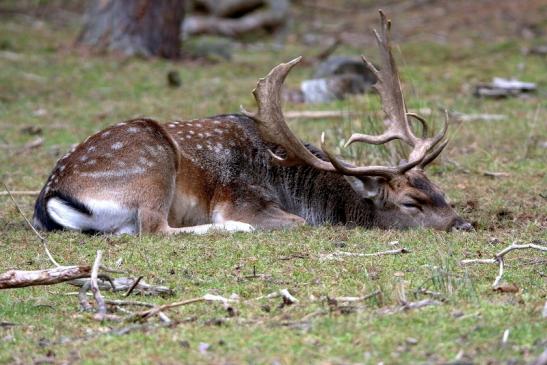 Damhirsch Brunft - Wildpark Alte Fasanerie Klein Auheim 2016