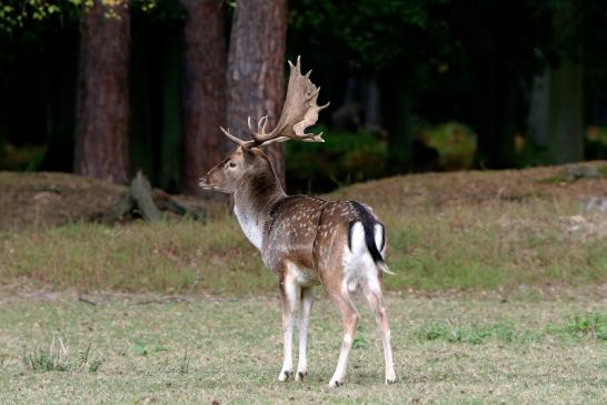 Damhirsch Brunft - Wildpark Alte Fasanerie Klein Auheim 2016