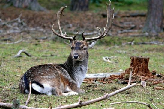 Damhirsch Brunft - Wildpark Alte Fasanerie Klein Auheim 2016