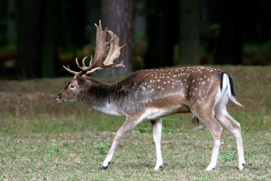 Damhirsch Brunft - Wildpark Alte Fasanerie Klein Auheim 2016