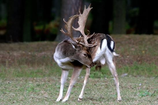 Damhirsch Brunft - Wildpark Alte Fasanerie Klein Auheim 2016