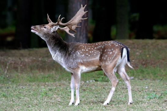 Damhirsch Brunft - Wildpark Alte Fasanerie Klein Auheim 2016