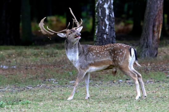 Damhirsch Brunft - Wildpark Alte Fasanerie Klein Auheim 2016