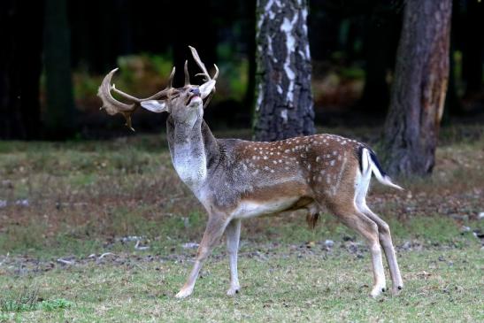 Damhirsch Brunft - Wildpark Alte Fasanerie Klein Auheim 2016