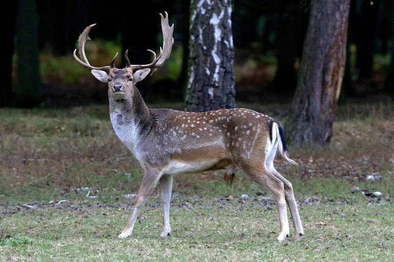 Damhirsch Brunft - Wildpark Alte Fasanerie Klein Auheim 2016