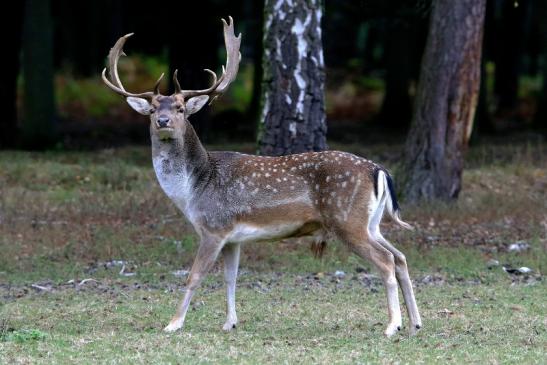 Damhirsch Brunft - Wildpark Alte Fasanerie Klein Auheim 2016