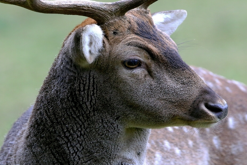 Damhirsch Brunft - Wildpark Alte Fasanerie Klein Auheim 2016