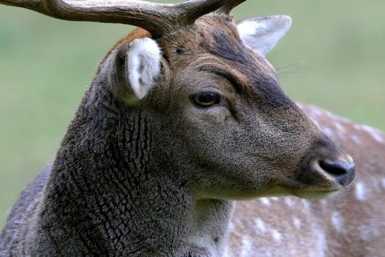 Damhirsch Brunft - Wildpark Alte Fasanerie Klein Auheim 2016