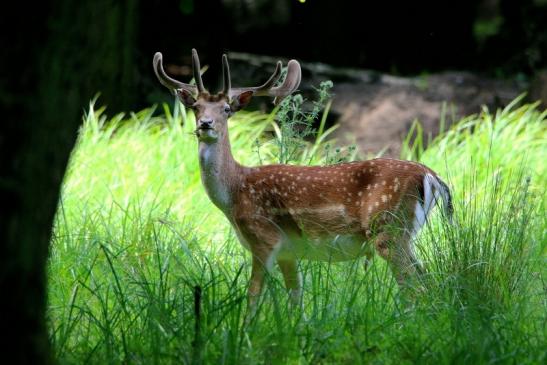 Damhirsch Kesselbruchweiher Stadtwald Frankfurt am Main 2016