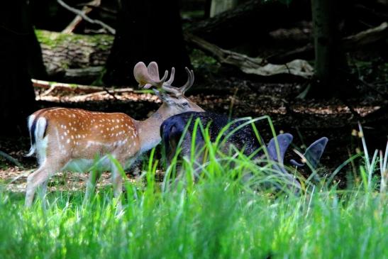 Damhirsch Kesselbruchweiher Stadtwald Frankfurt am Main 2016