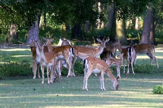 Damhirschkuh - Wildpark Alte Fasanerie Klein Auheim 2018