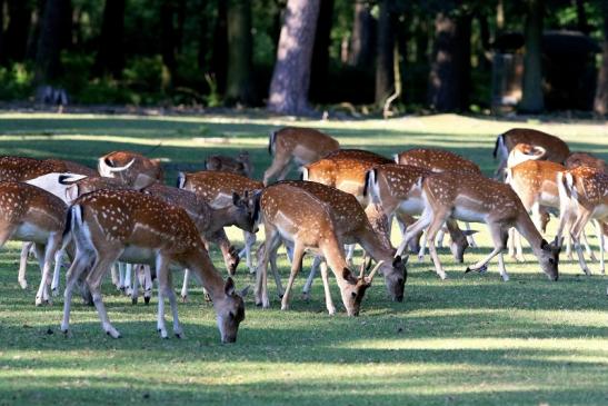 Damhirschkuh - Wildpark Alte Fasanerie Klein Auheim 2018