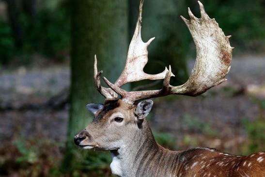 Damhirsch - Wildpark Alte Fasanerie Klein Auheim 2018