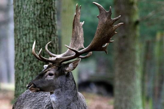 Damhirsch - Wildpark Alte Fasanerie Klein Auheim 2018