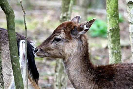 Damhirsch Jungtier - Wildpark Alte Fasanerie Klein Auheim 2018