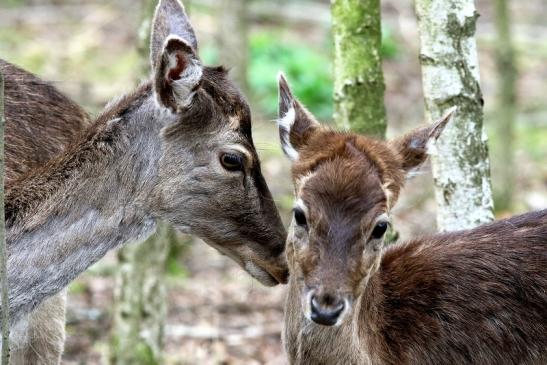 Damhirsch Jungtier - Wildpark Alte Fasanerie Klein Auheim 2018