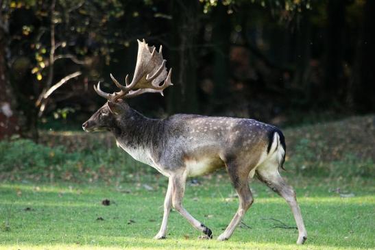 Damhirsch - Wildpark Alte Fasanerie Klein Auheim 2013