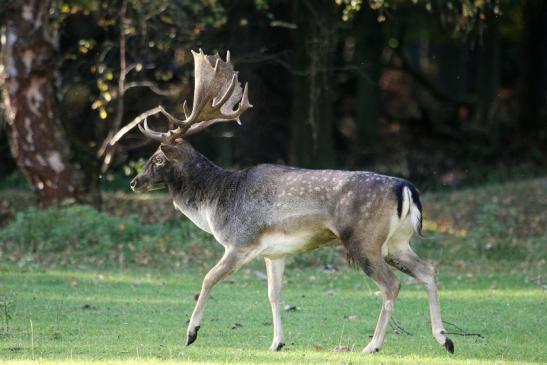 Damhirsch - Wildpark Alte Fasanerie Klein Auheim 2013