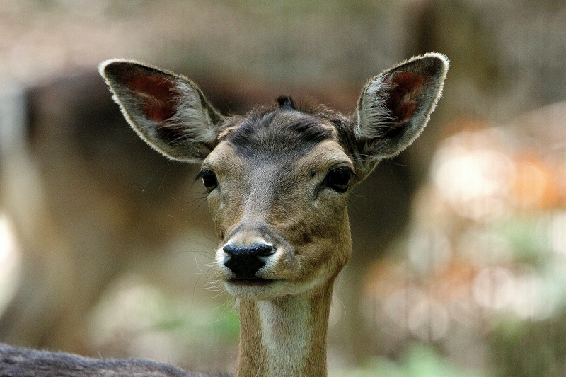 Damhirschkuh - Wildpark Alte Fasanerie Klein Auheim 2015