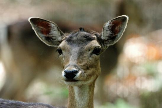 Damhirschkuh - Wildpark Alte Fasanerie Klein Auheim 2015