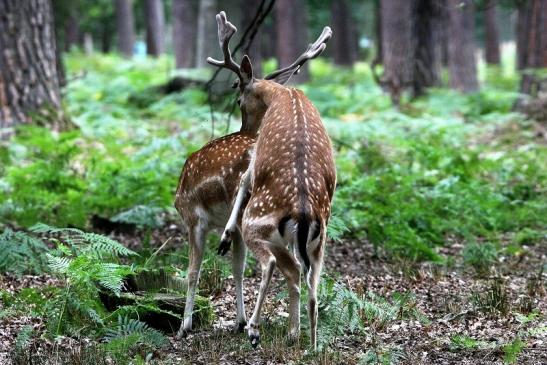 Damhirsch - Wildpark Alte Fasanerie Klein Auheim 2015