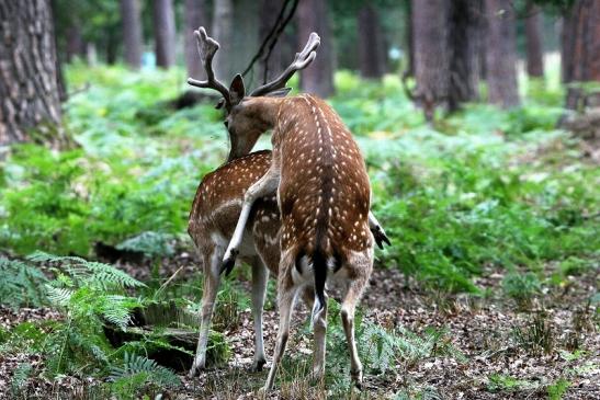 Damhirsch - Wildpark Alte Fasanerie Klein Auheim 2015