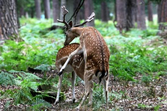 Damhirsch - Wildpark Alte Fasanerie Klein Auheim 2015