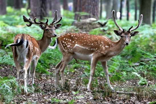 Damhirsch - Wildpark Alte Fasanerie Klein Auheim 2015