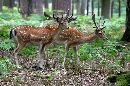 Damhirsch - Wildpark Alte Fasanerie Klein Auheim 2015