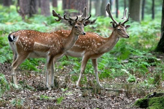 Damhirsch - Wildpark Alte Fasanerie Klein Auheim 2015