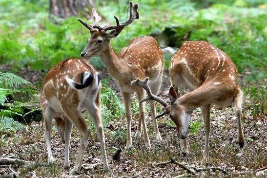 Damhirsch - Wildpark Alte Fasanerie Klein Auheim 2015