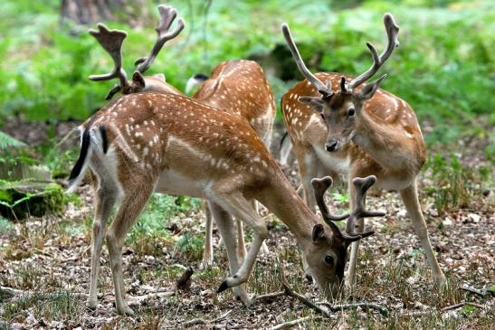 Damhirsch - Wildpark Alte Fasanerie Klein Auheim 2015