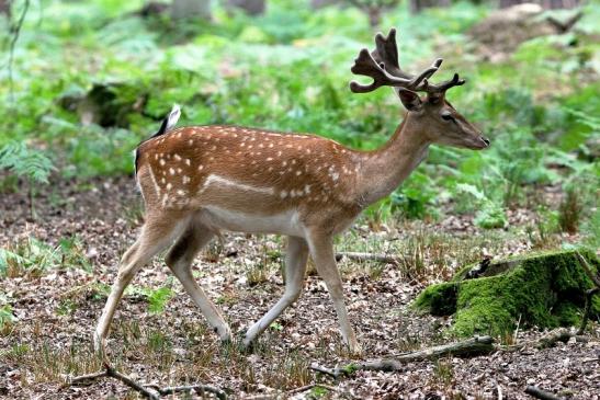 Damhirsch - Wildpark Alte Fasanerie Klein Auheim 2015