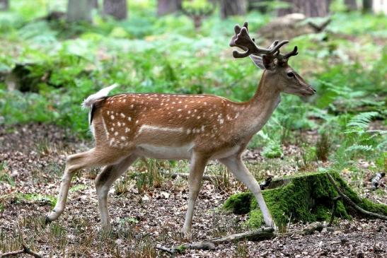 Damhirsch - Wildpark Alte Fasanerie Klein Auheim 2015