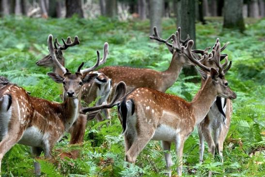 Damhirsch - Wildpark Alte Fasanerie Klein Auheim 2015