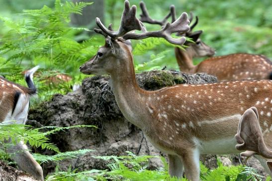 Damhirsch - Wildpark Alte Fasanerie Klein Auheim 2015