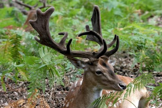 Damhirsch - Wildpark Alte Fasanerie Klein Auheim 2015