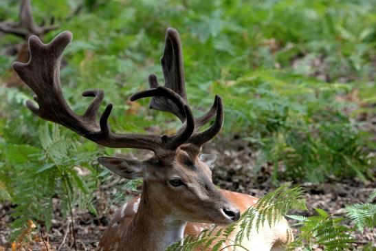 Damhirsch - Wildpark Alte Fasanerie Klein Auheim 2015