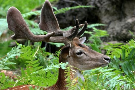 Damhirsch - Wildpark Alte Fasanerie Klein Auheim 2015