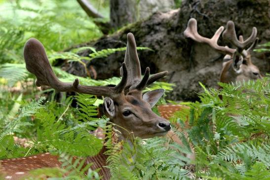 Damhirsch - Wildpark Alte Fasanerie Klein Auheim 2015