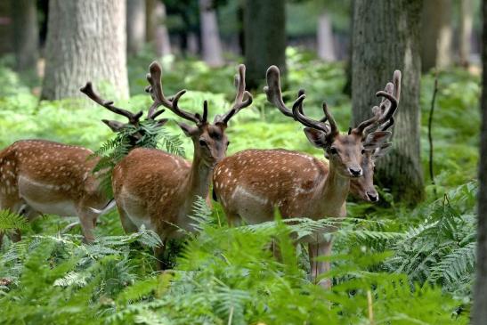 Damhirsch - Wildpark Alte Fasanerie Klein Auheim 2015