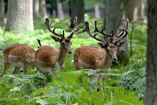 Damhirsch - Wildpark Alte Fasanerie Klein Auheim 2015