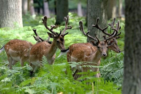 Damhirsch - Wildpark Alte Fasanerie Klein Auheim 2015