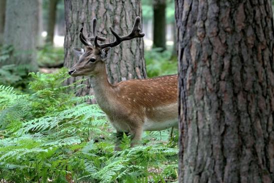 Damhirsch - Wildpark Alte Fasanerie Klein Auheim 2015