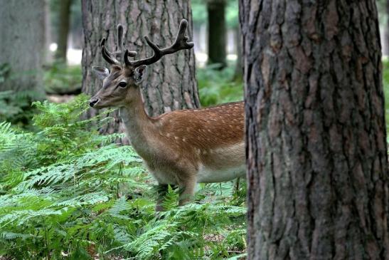 Damhirsch - Wildpark Alte Fasanerie Klein Auheim 2015